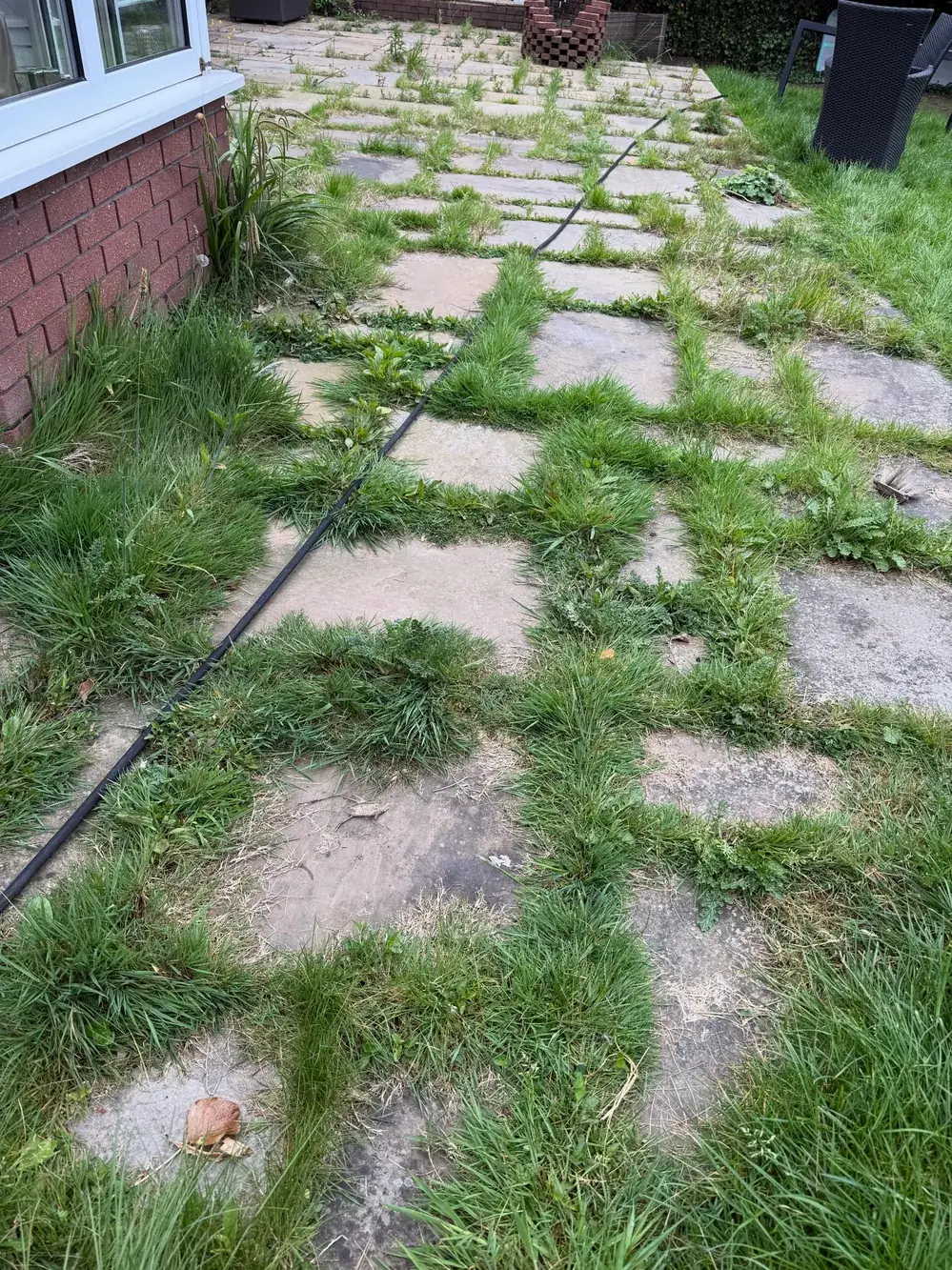 Sandstone flags overgrown with grass and weeds before cleaning